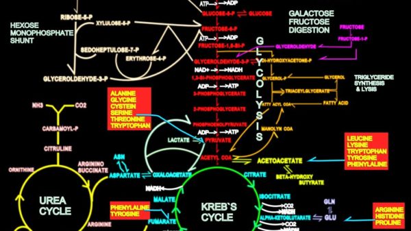 Glycolysis 