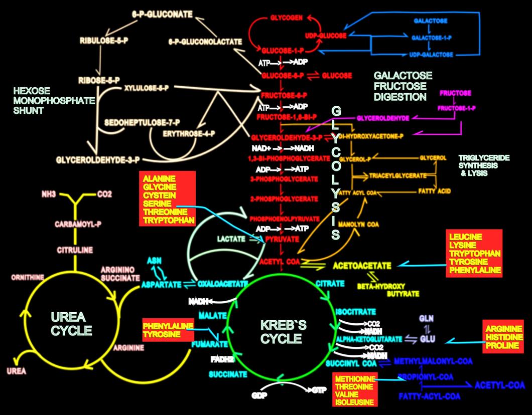 Glycolysis 